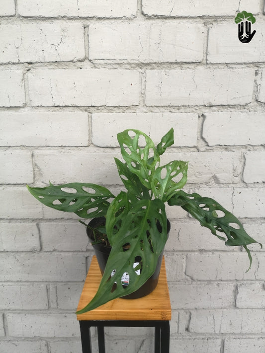 Philodendron Adansonii Swiss Cheese