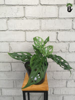 Load image into Gallery viewer, Philodendron Adansonii Swiss Cheese
