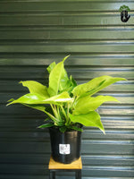 Load image into Gallery viewer, Philodendron Moonlight
