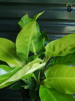 Load image into Gallery viewer, Philodendron Moonlight
