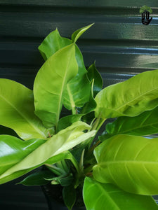 Philodendron Moonlight