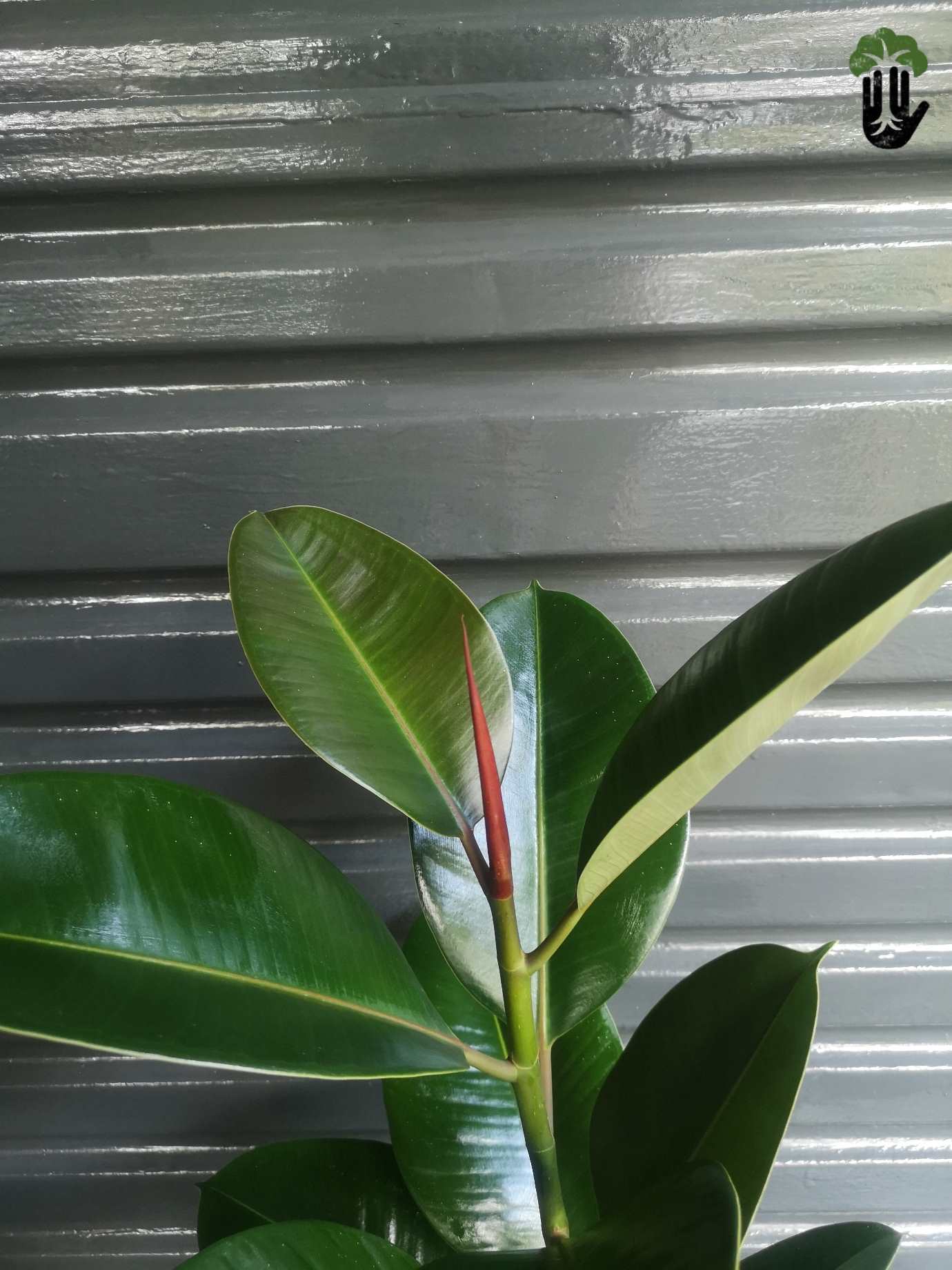 Ficus Elastica Robusta