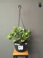 Peperomia Obtusifolia Variegata Baby Rubber Plant hanging pot