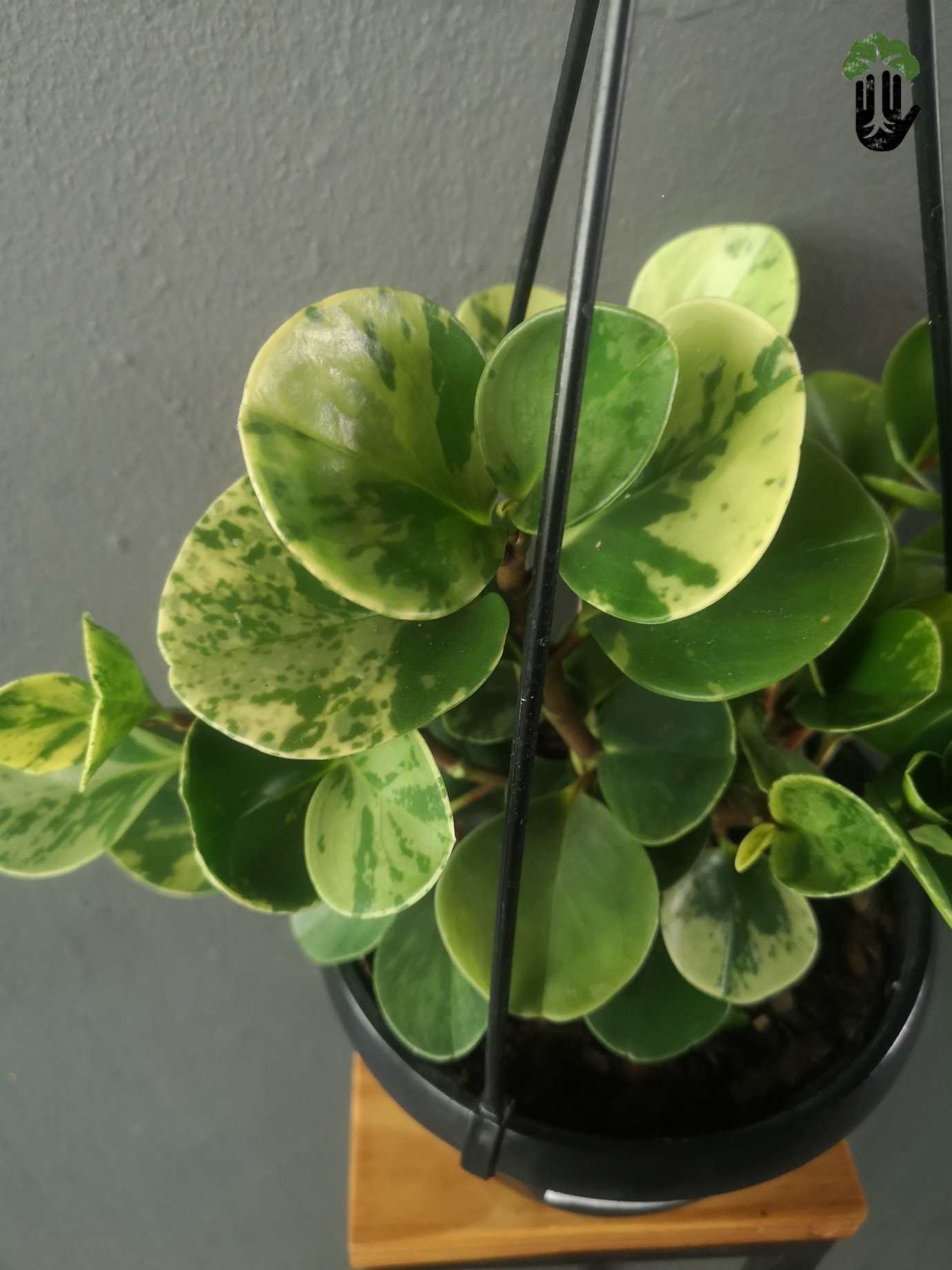 Peperomia Obtusifolia Variegata Baby Rubber Plant hanging pot
