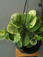 Load image into Gallery viewer, Peperomia Obtusifolia Variegata Baby Rubber Plant hanging pot
