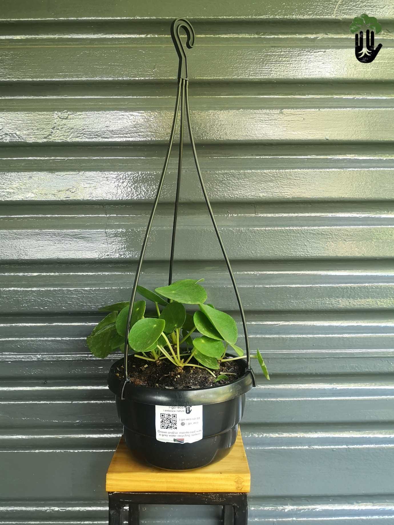 Chinese Money Plant - Pilea Peperomiodes hanging pot