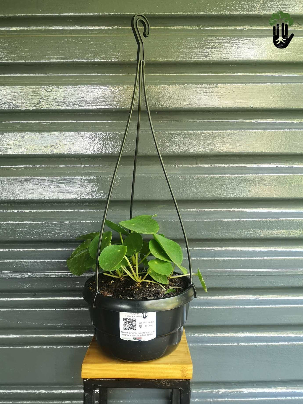 Chinese Money Plant - Pilea Peperomiodes hanging pot
