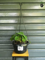 Load image into Gallery viewer, Chinese Money Plant - Pilea Peperomiodes hanging pot

