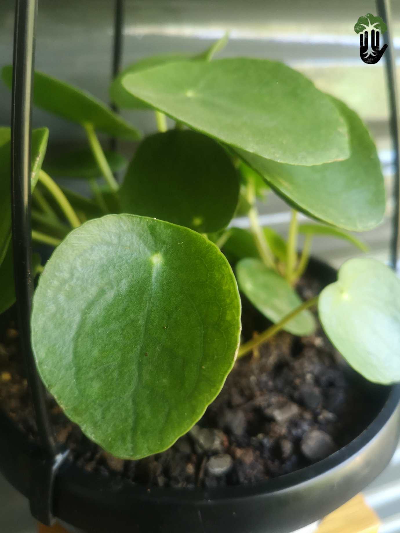 Chinese Money Plant - Pilea Peperomiodes hanging pot