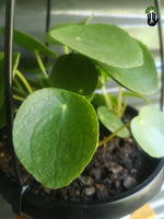 Load image into Gallery viewer, Chinese Money Plant - Pilea Peperomiodes hanging pot
