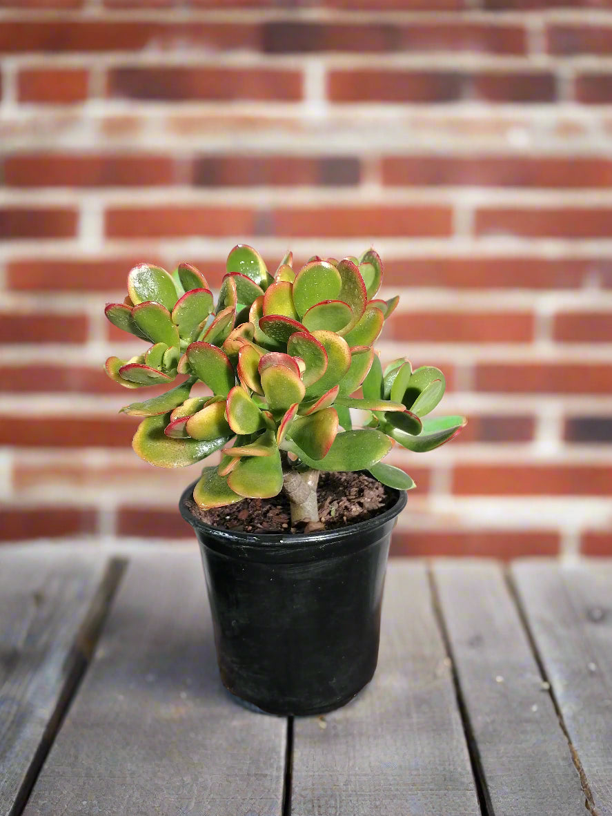 Crassula Ovata Sunset