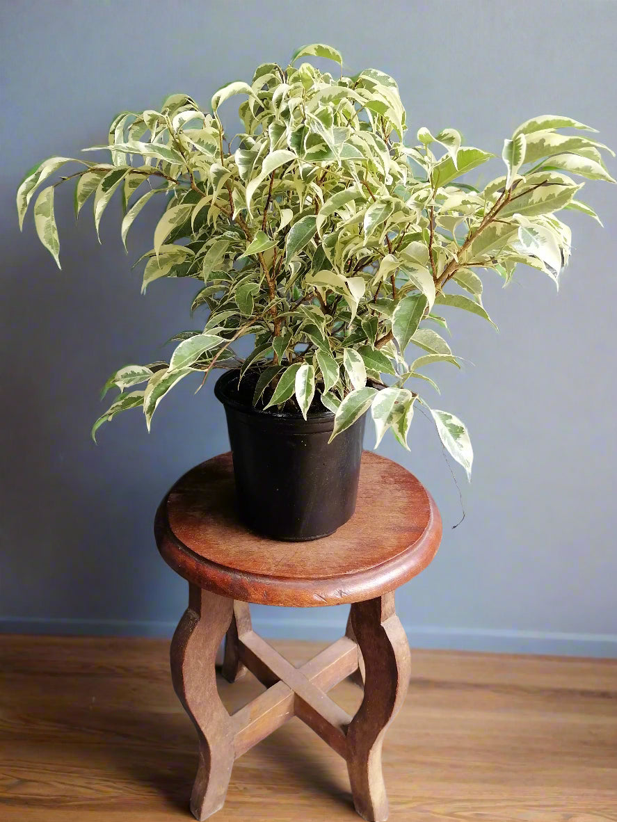 A potted Ficus Starlight plant, also known as a Variegated Weeping Fig