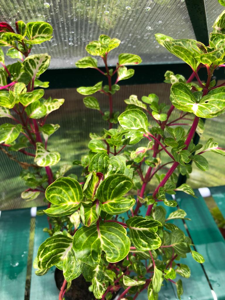 Iresine Lindenii