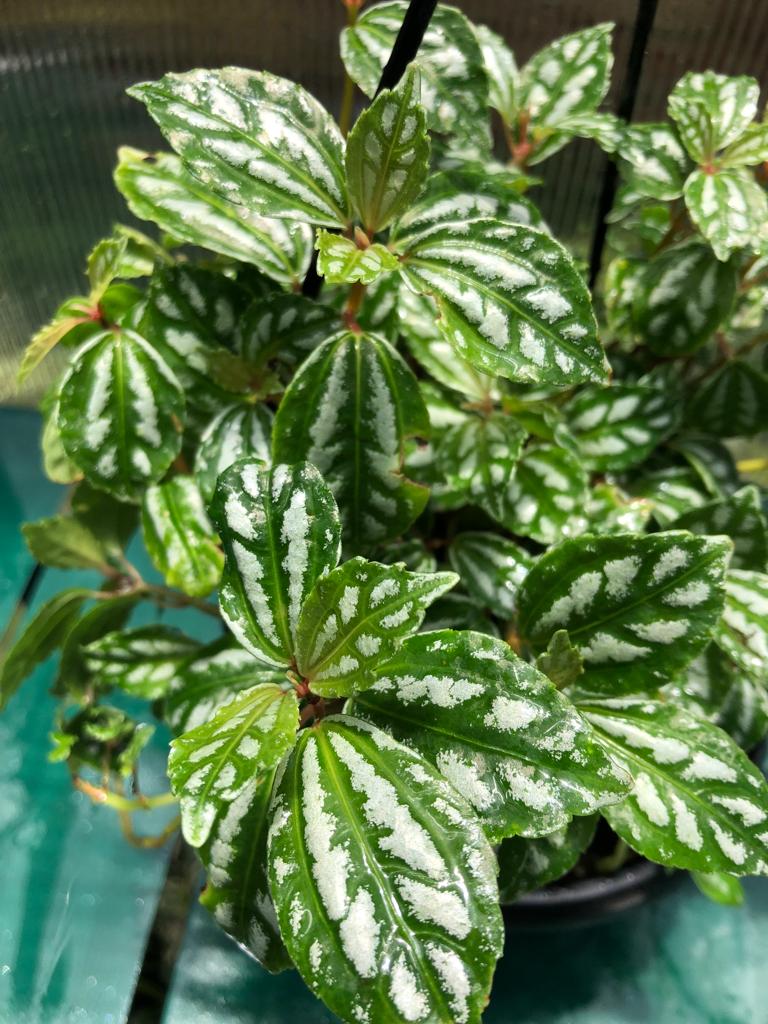 Pilea Cadierei hanging pot