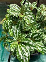 Load image into Gallery viewer, Pilea Cadierei hanging pot
