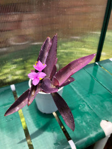 Tradescantia Pallida