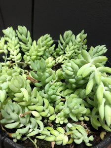 Donkey Tail hanging pot