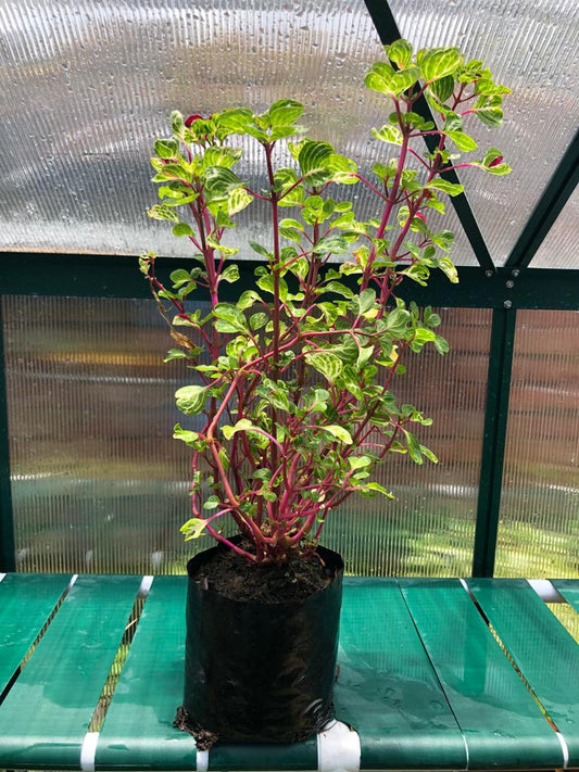 Iresine Lindenii
