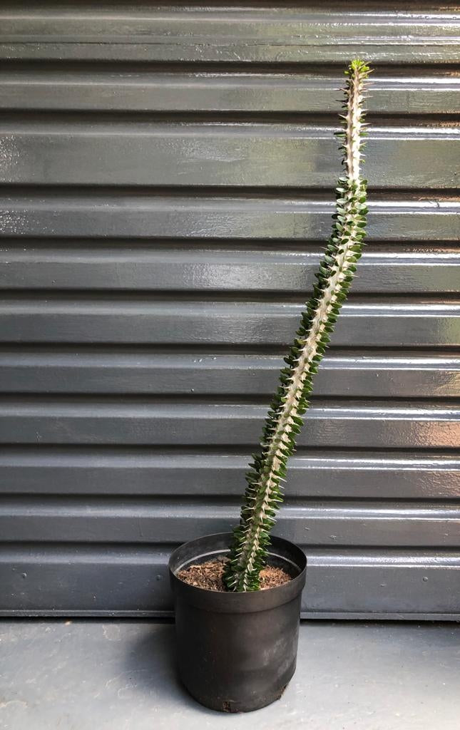 Alluaudia procera Drake