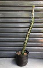 Load image into Gallery viewer, Alluaudia procera Drake
