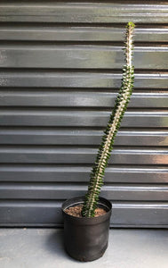 Alluaudia procera Drake