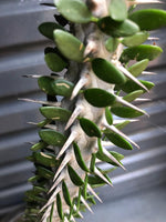 Load image into Gallery viewer, Alluaudia procera Drake
