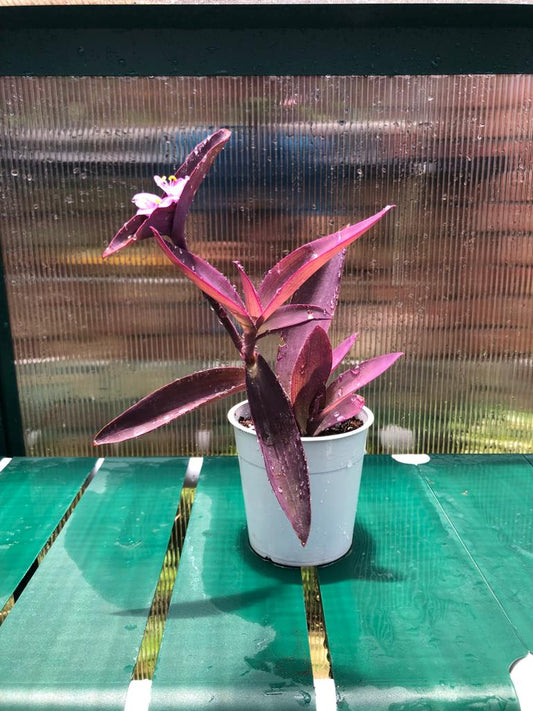 Tradescantia Pallida