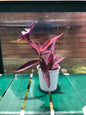 Tradescantia Pallida