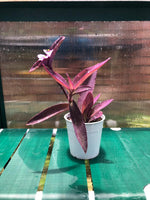 Load image into Gallery viewer, Tradescantia Pallida
