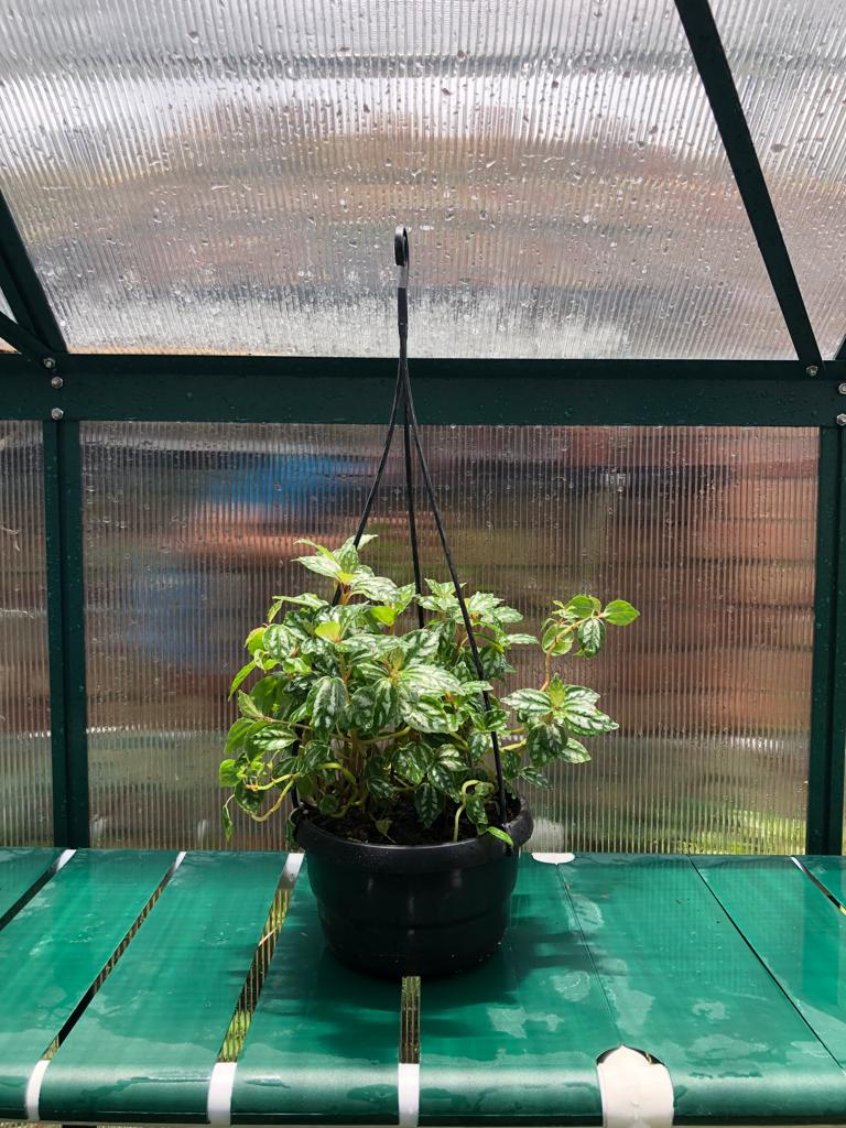 Pilea Cadierei hanging pot