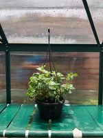 Load image into Gallery viewer, Pilea Cadierei hanging pot
