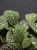 Load image into Gallery viewer, Fittonia Mix - Nerve Plant
