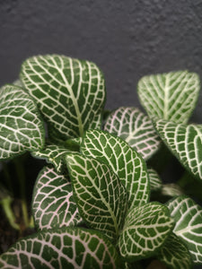 Fittonia Mix - Nerve Plant