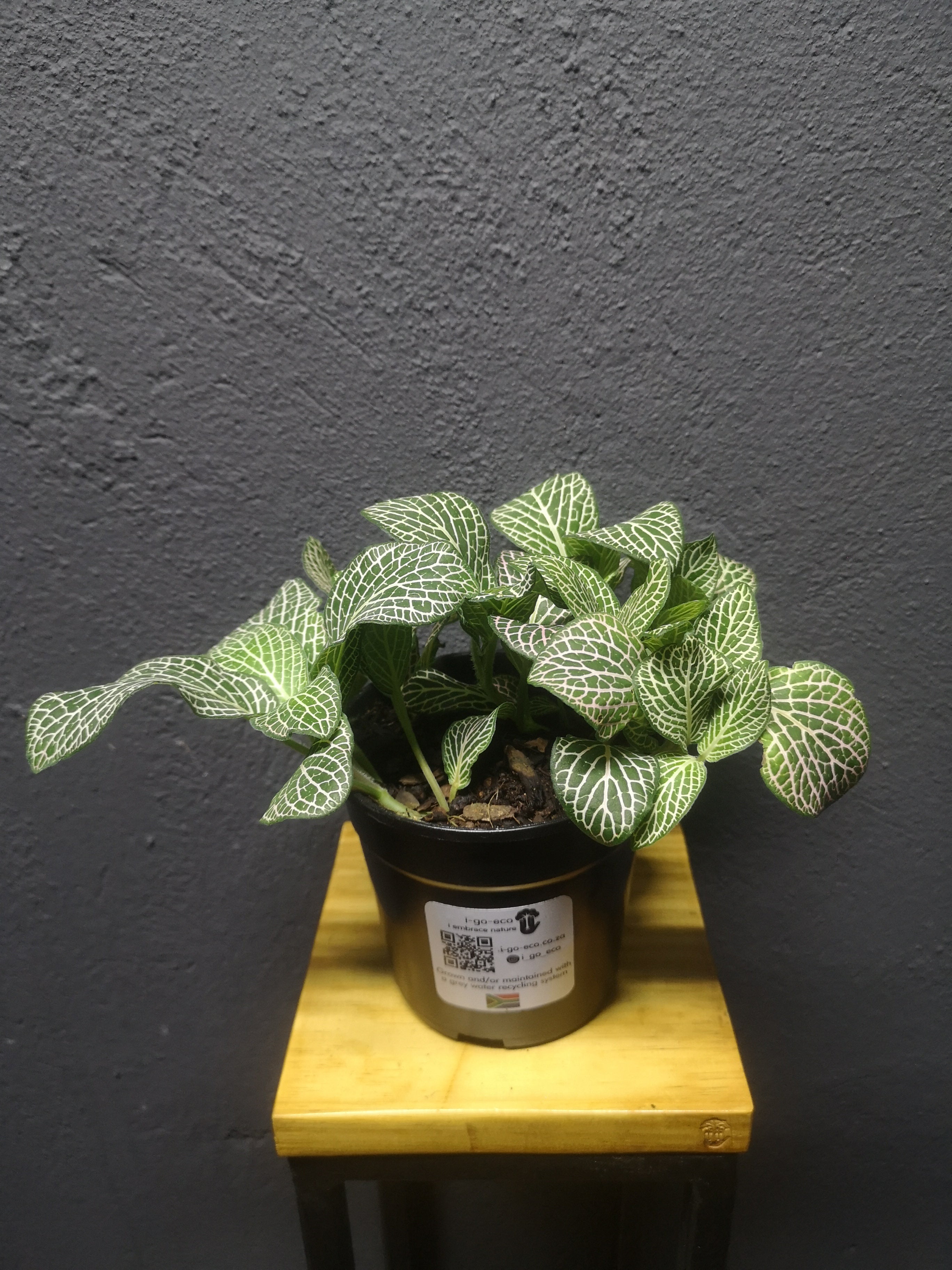 Fittonia Mix - Nerve Plant