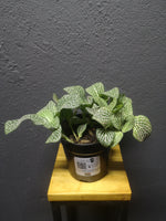 Load image into Gallery viewer, Fittonia Mix - Nerve Plant
