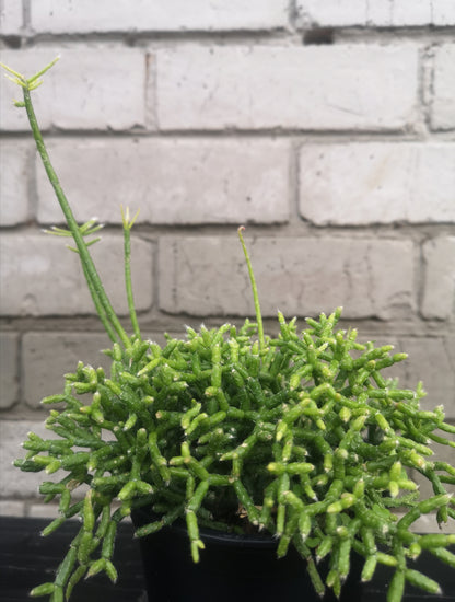 Rhipsalis Coral Cactus