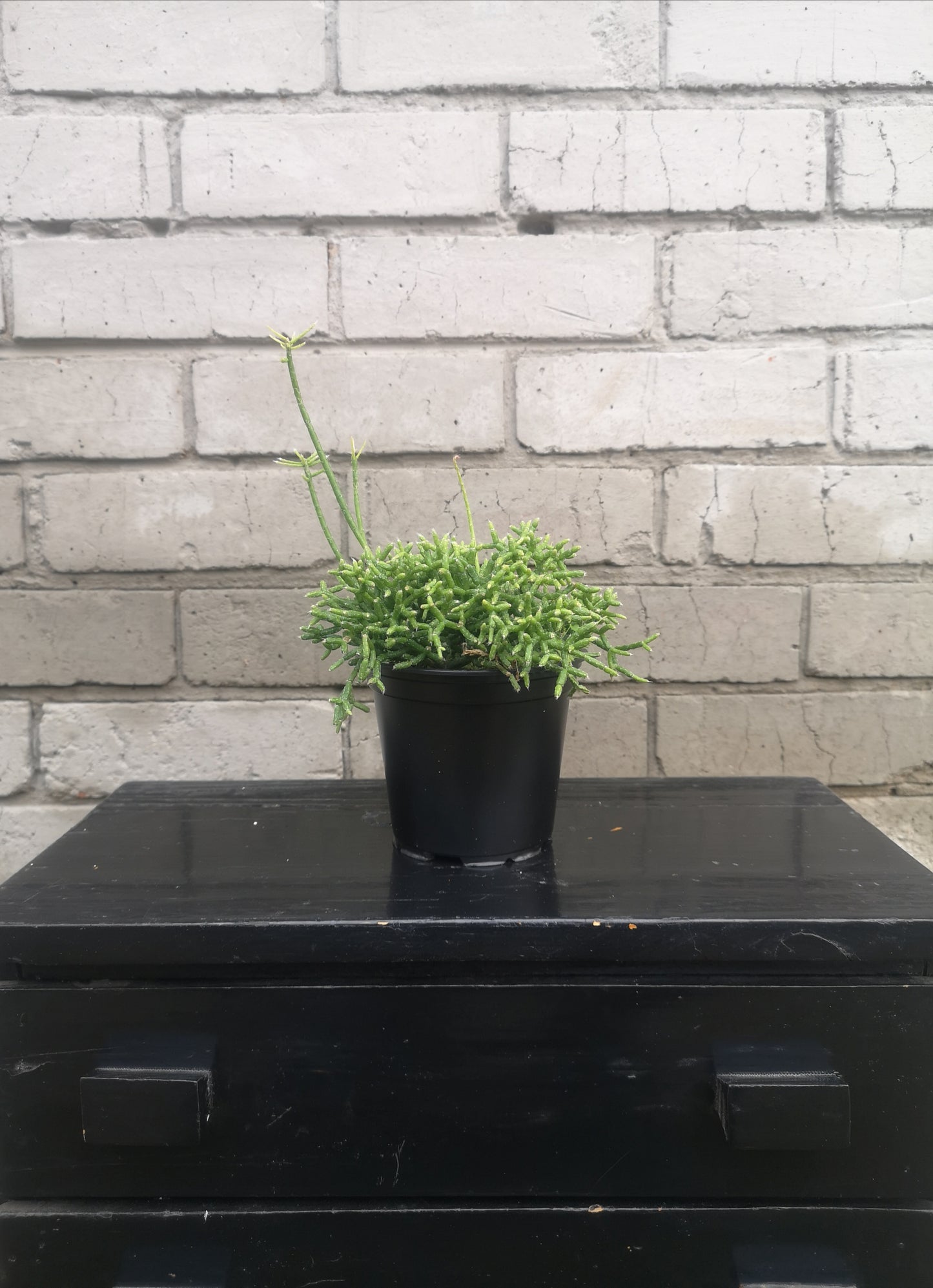 Rhipsalis Coral Cactus