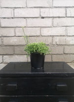 Load image into Gallery viewer, Rhipsalis Coral Cactus
