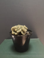Load image into Gallery viewer, Brain Cactus
