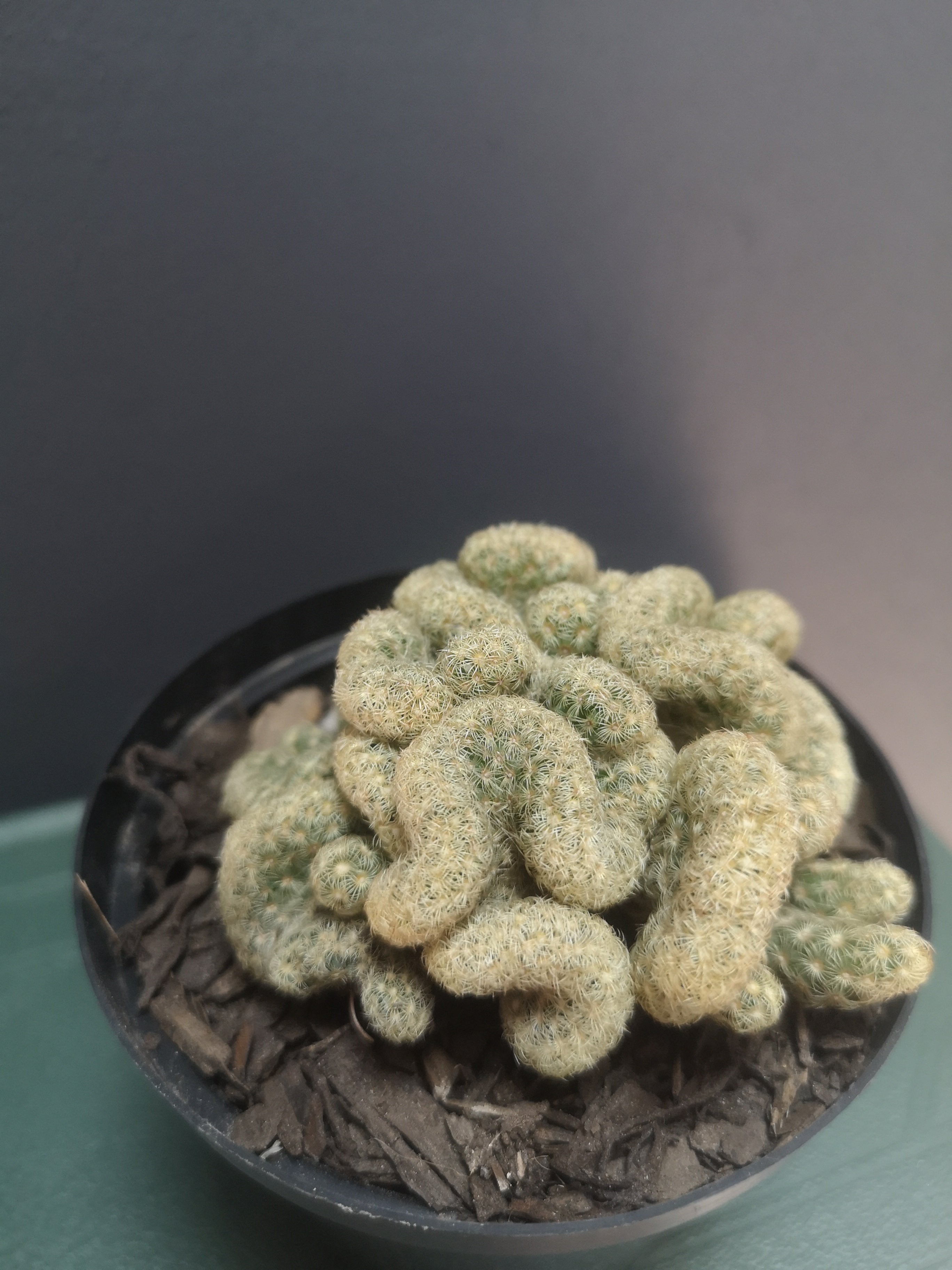 Brain Cactus