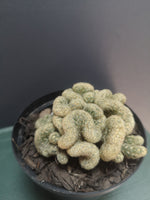 Load image into Gallery viewer, Brain Cactus
