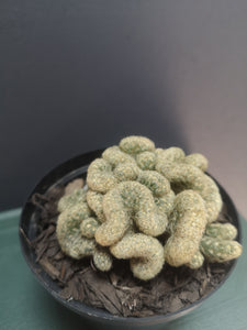 Brain Cactus