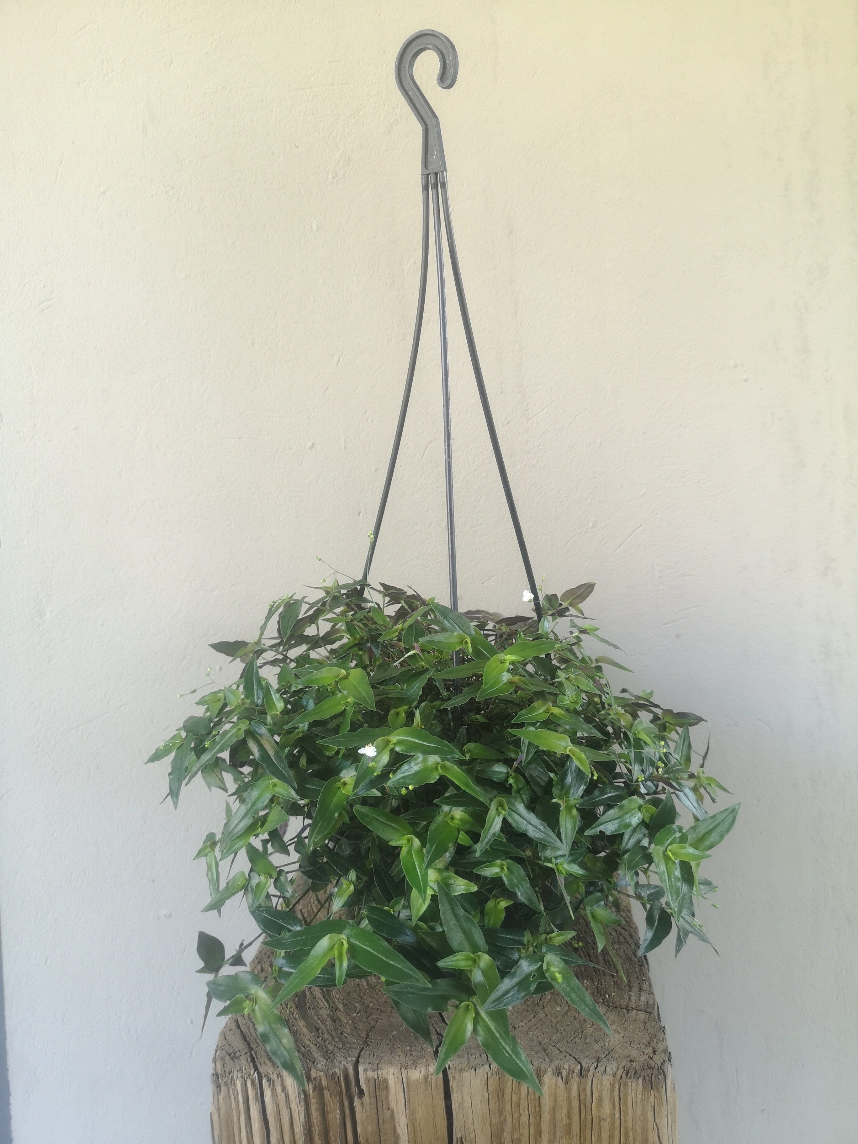 Tradescantia Bridal veil hanging pot