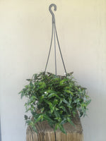 Load image into Gallery viewer, Tradescantia Bridal veil hanging pot
