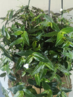 Load image into Gallery viewer, Tradescantia Bridal veil hanging pot
