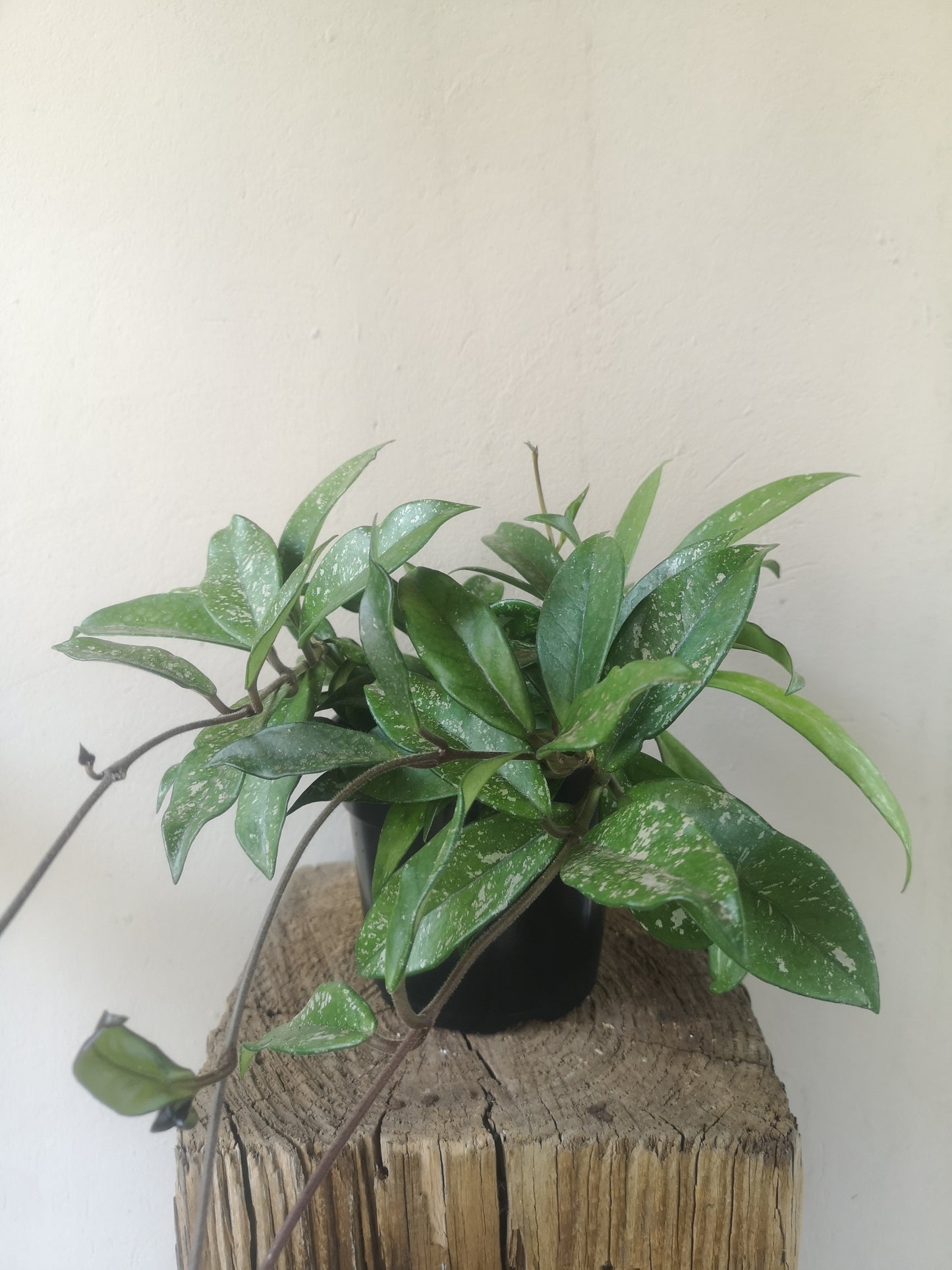 Hoya Pubicalyx