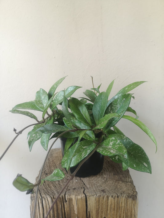 Hoya Pubicalyx