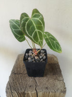 Load image into Gallery viewer, Anthurium Crystallinum

