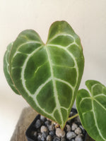 Load image into Gallery viewer, Anthurium Crystallinum

