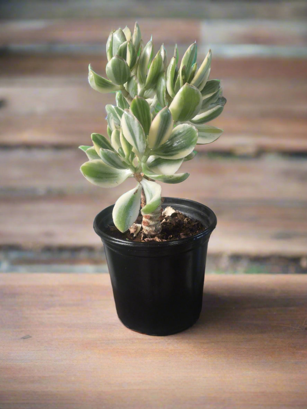 Crassula Jade Money Plant Variegated